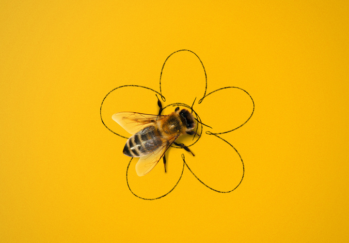 Montage d'une abeille et d'une fleur dessinée représentant l'inbound marketing.